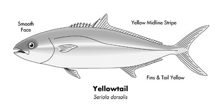 Yellowtail illustration