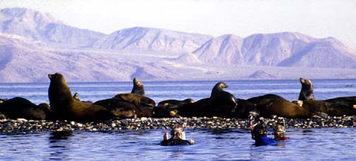 Sea lions at Bahia de los Animas, south of Bahia de los Angeles, Baja California, Mexico.