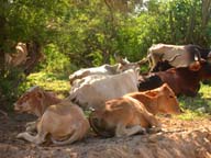 Photo of cows, Baja California, Mexico.