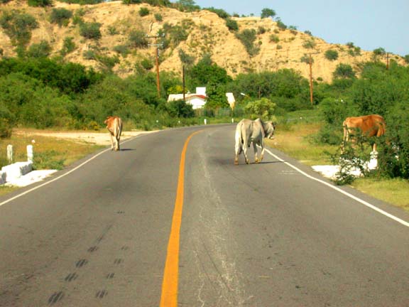 Photo of cows on Mex 1, Baja California, Mexico.
