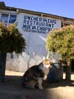 Photo cat at Rancho Chapala, Baja California, Mexico.