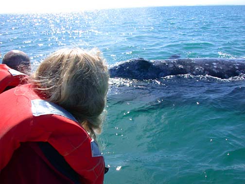 Photo of gray whale, Scammon's Lagoon, Baja California, Mexico.