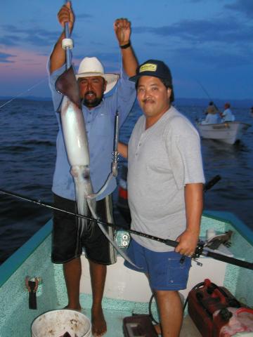 Photo of Humboldt squid caught in Baja California, Mexico.