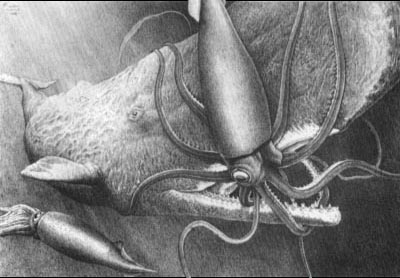 Illustration of giant squid attack.