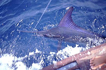 Mexico Sportfishing Photo 10