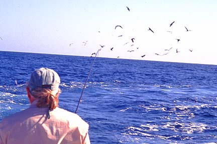 Magdalena Bay, Baja Fly Fishing Photo 16