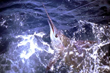 Magdalena Bay, Baja Fly Fishing Photo 2