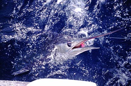 Magdalena Bay, Baja Fly Fishing Photo 21