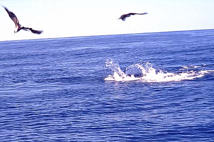 Magdalena Bay, Baja Fly Fishing Photo 17