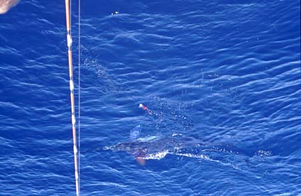 Magdalena Bay, Baja Fly Fishing Photo 18