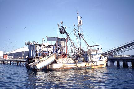 Magdalena Bay, Baja Fly Fishing Photo 5