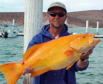 Photo of golden color phase of leopard grouper.