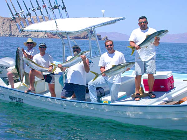 Yellowtail caught at Bahia de los Angeles, Baja California, Mexico.