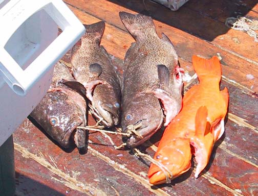 Golden Grouper Photo, Sea of Cortez, Mexico.