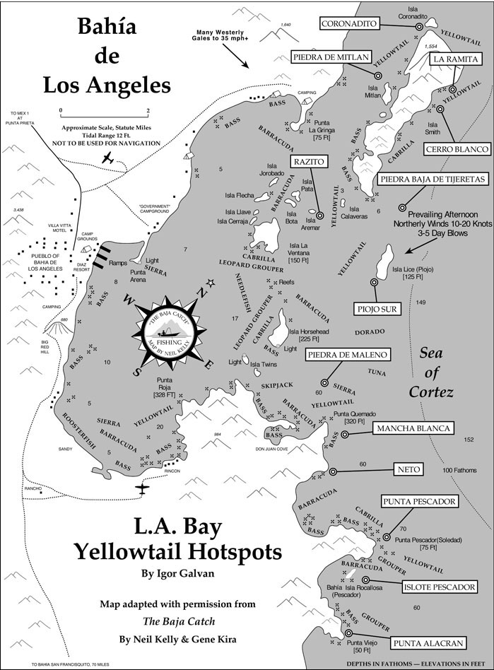 Bahia de las Angeles Yellowtail Fishing Hotspots Map