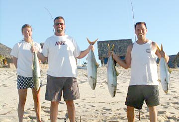 Beach caught yellowtail in fishing at San Francisquito, Mexico.