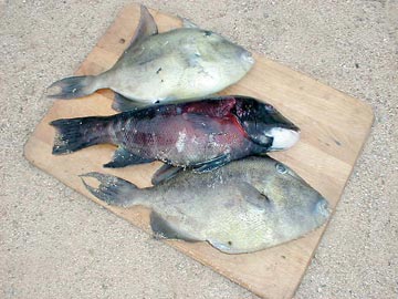 Triggerfish caught at Bahia de los Angeles, Mexico.