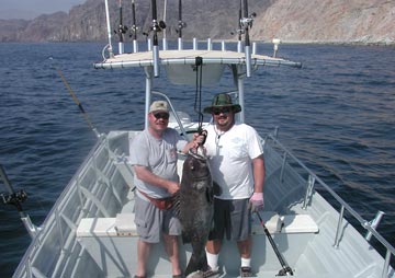 Black sea bass caught at Bahia de los Angeles, Mexico, with Capt. Igor Galvan.