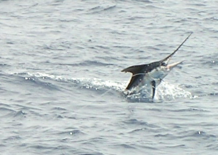 White Marlin photo at Cancun.