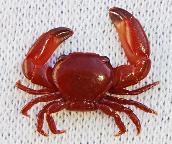 Cabo San Lucas, Mexico, Unidentified Crab Photo 2