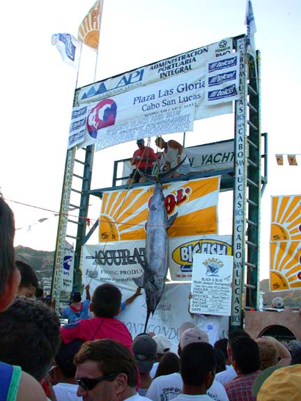 Photo of winning fish, Bisbee's 2001 tournament, Cabo San Lucas, Mexico.