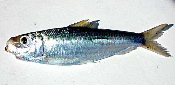 Photo of sardina bait.