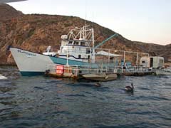 Cabo San Lucas Bait Boat.