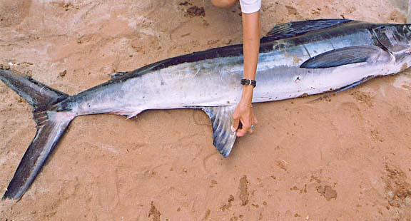Photo of East Cape mystery marlin, East Cape, Mexico.