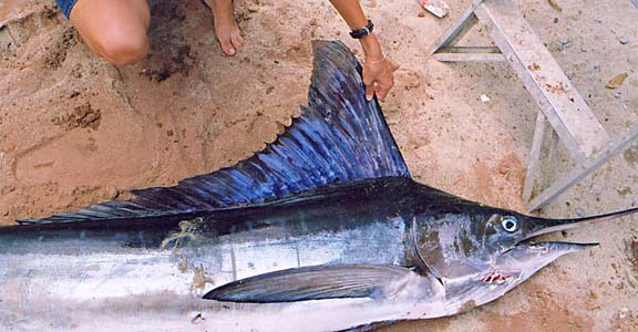 Photo of East Cape mystery marlin, East Cape, Mexico.
