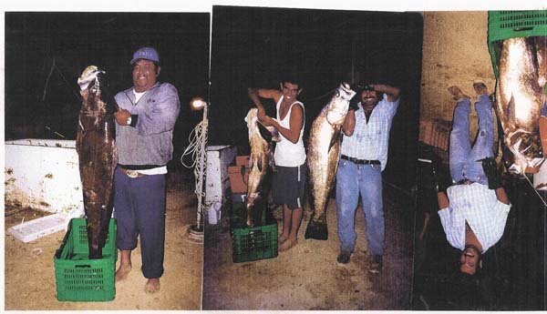 Three photos of totoaba caught at East Cape, Baja California Sur, Mexico.