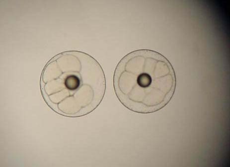 Photo of totoaba eggs at UABC laboratory, Ensenada, Baja California, Mexico.
