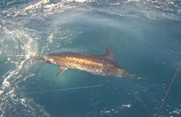 Mexico Marlin Fishing Photo 2