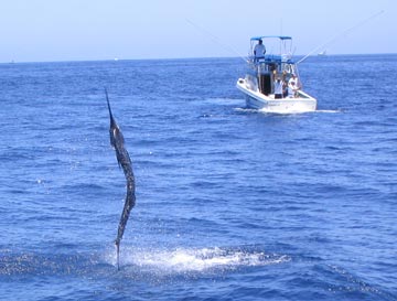 Mexico Marlin Fishing Photo 1