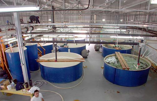 Photo of totoaba lab at Ensenada, Baja California, Mexico.