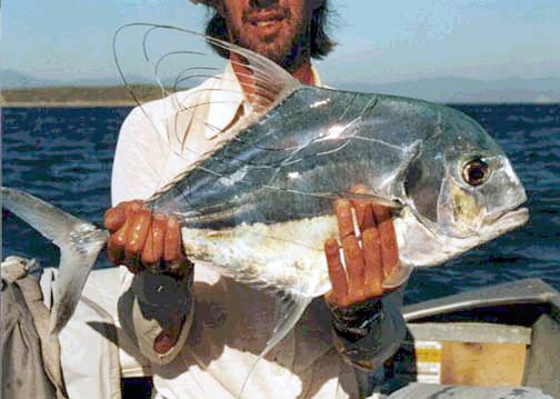 African Pompano fish picture 4