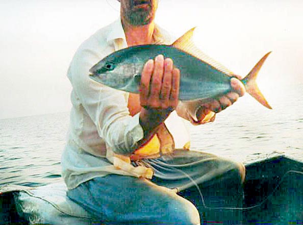 Amberjack fish picture 3