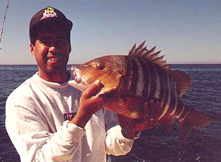 Barred Pargo fish picture 6
