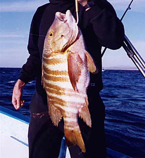 Barred Pargo fish picture 7
