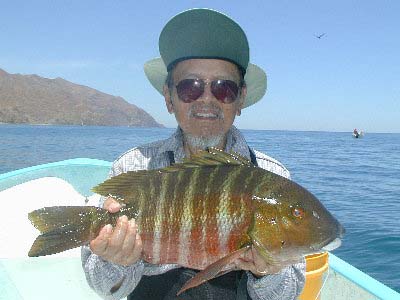 Barred Pargo fish picture 4