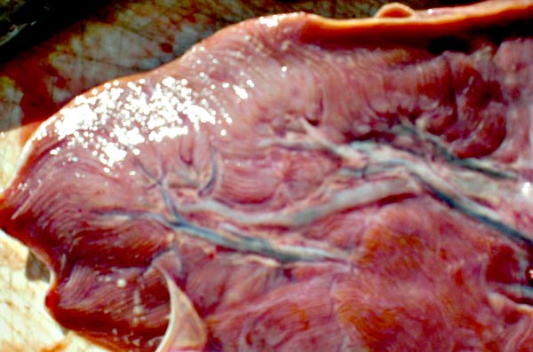 Bigeye Tuna liver striations picture