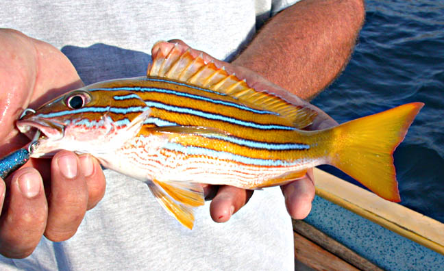 Blue and Gold Snapper fish picture 3