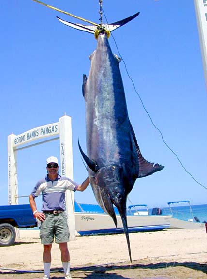 Black Marlin picture