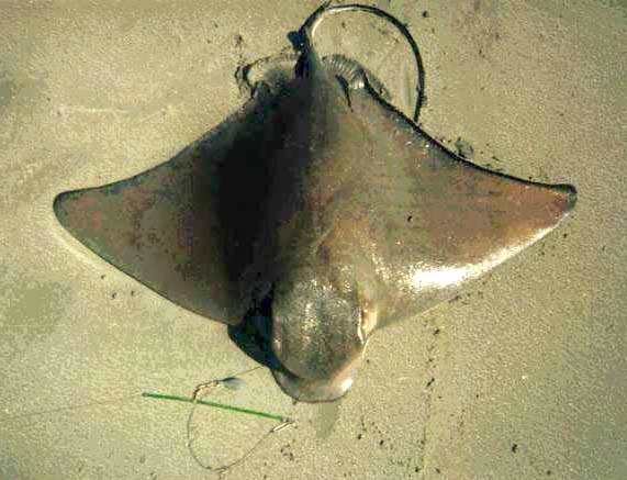 Bat Ray fish picture 2