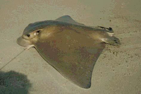Bat Ray fish picture 3
