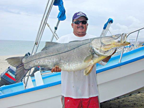 Black Snook fish picture 1