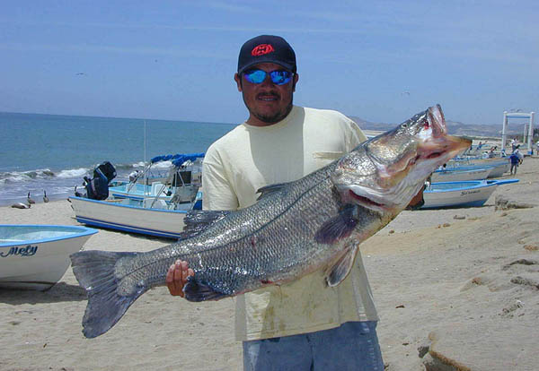 Black Snook fish picture 2