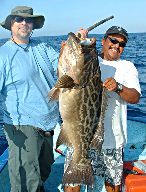 Broomtail Grouper fish picture 4