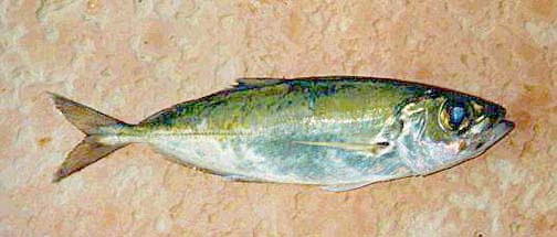 Caballito fish picture 3