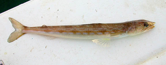 California Lizardfish picture 4