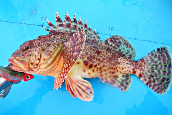 California Scorpionfish picture 1